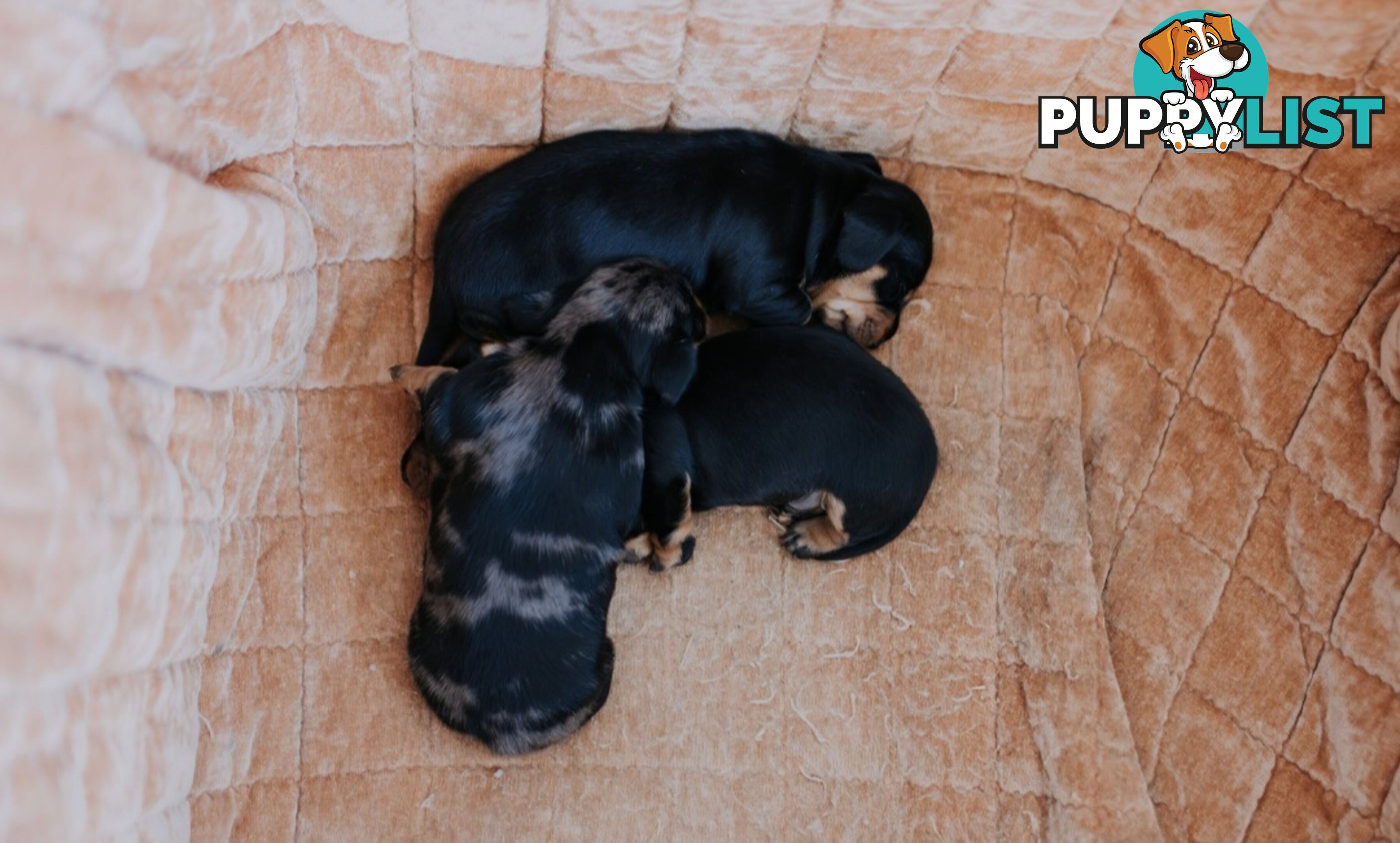 Minature Pure Bred Daschund Puppies