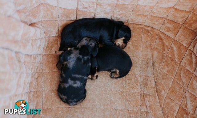 Minature Pure Bred Daschund Puppies