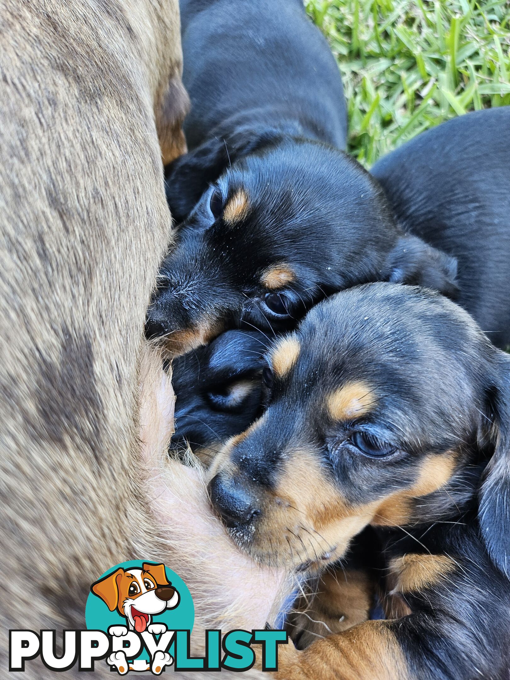 Minature Pure Bred Daschund Puppies