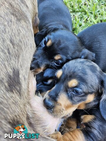 Minature Pure Bred Daschund Puppies