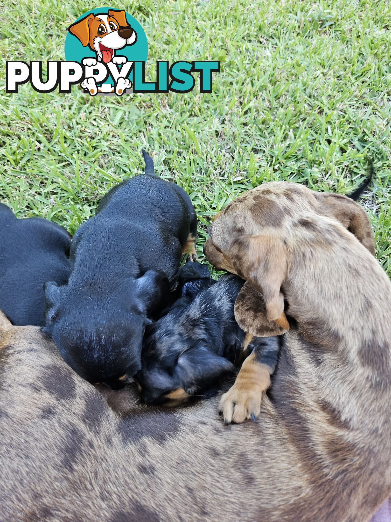 Minature Pure Bred Daschund Puppies