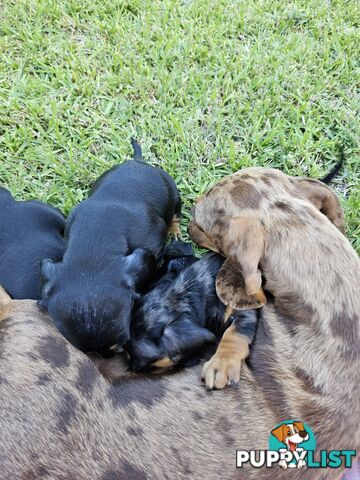 Minature Pure Bred Daschund Puppies