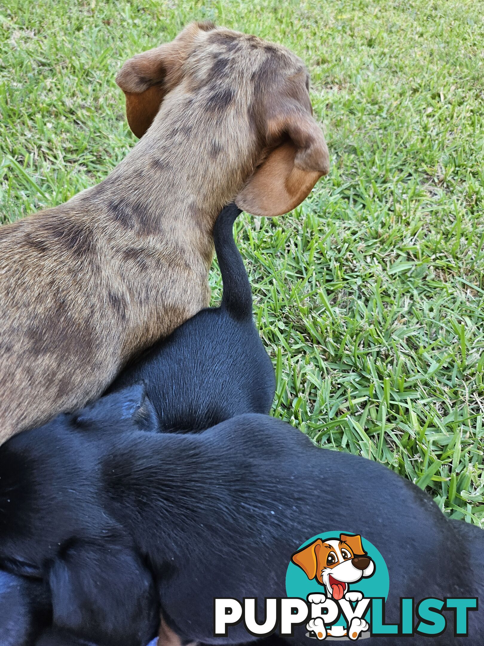 Minature Pure Bred Daschund Puppies