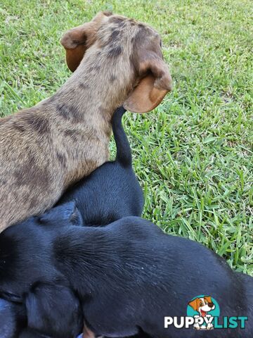 Minature Pure Bred Daschund Puppies