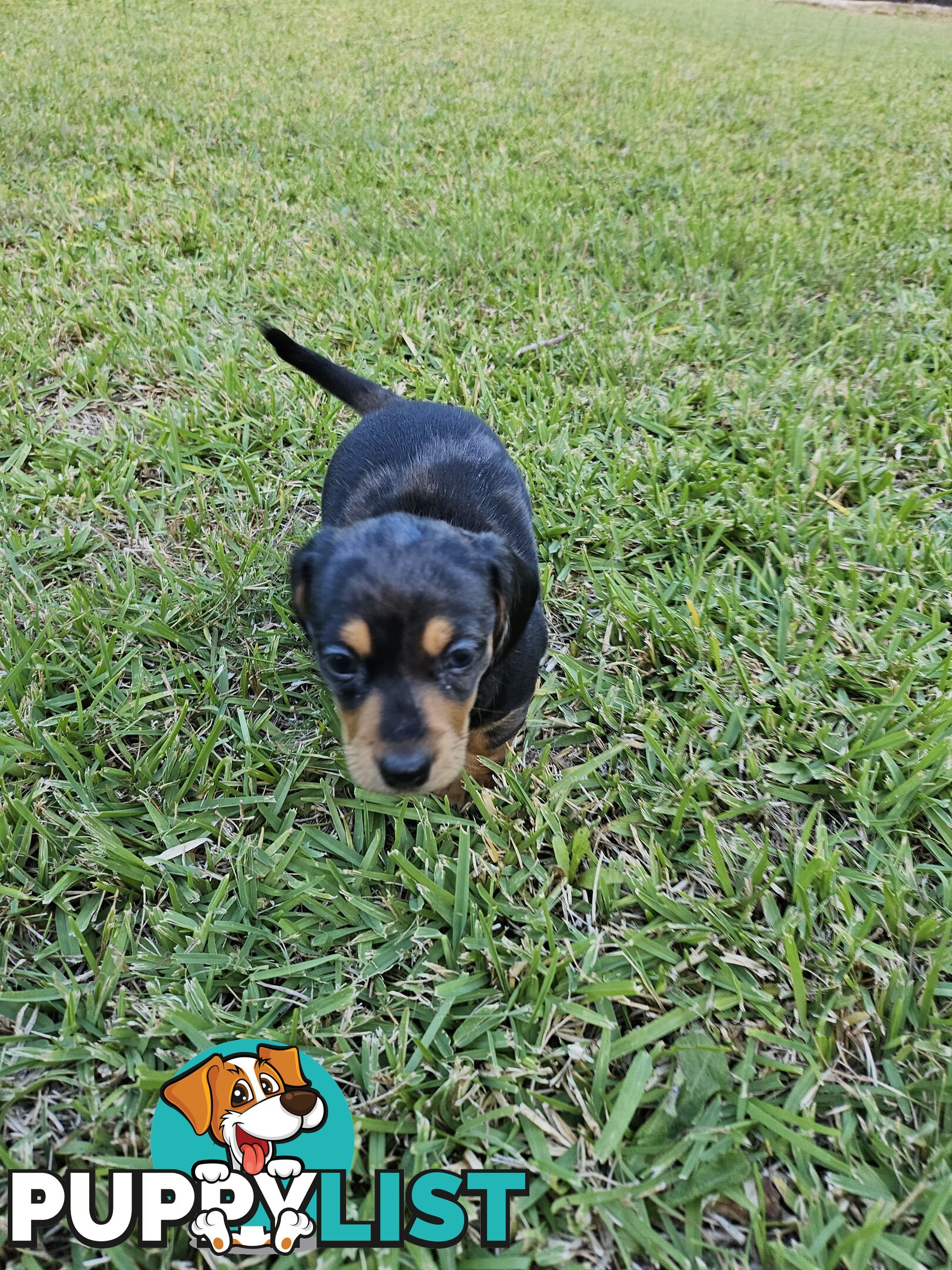 Minature Pure Bred Daschund Puppies