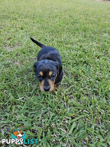 Minature Pure Bred Daschund Puppies