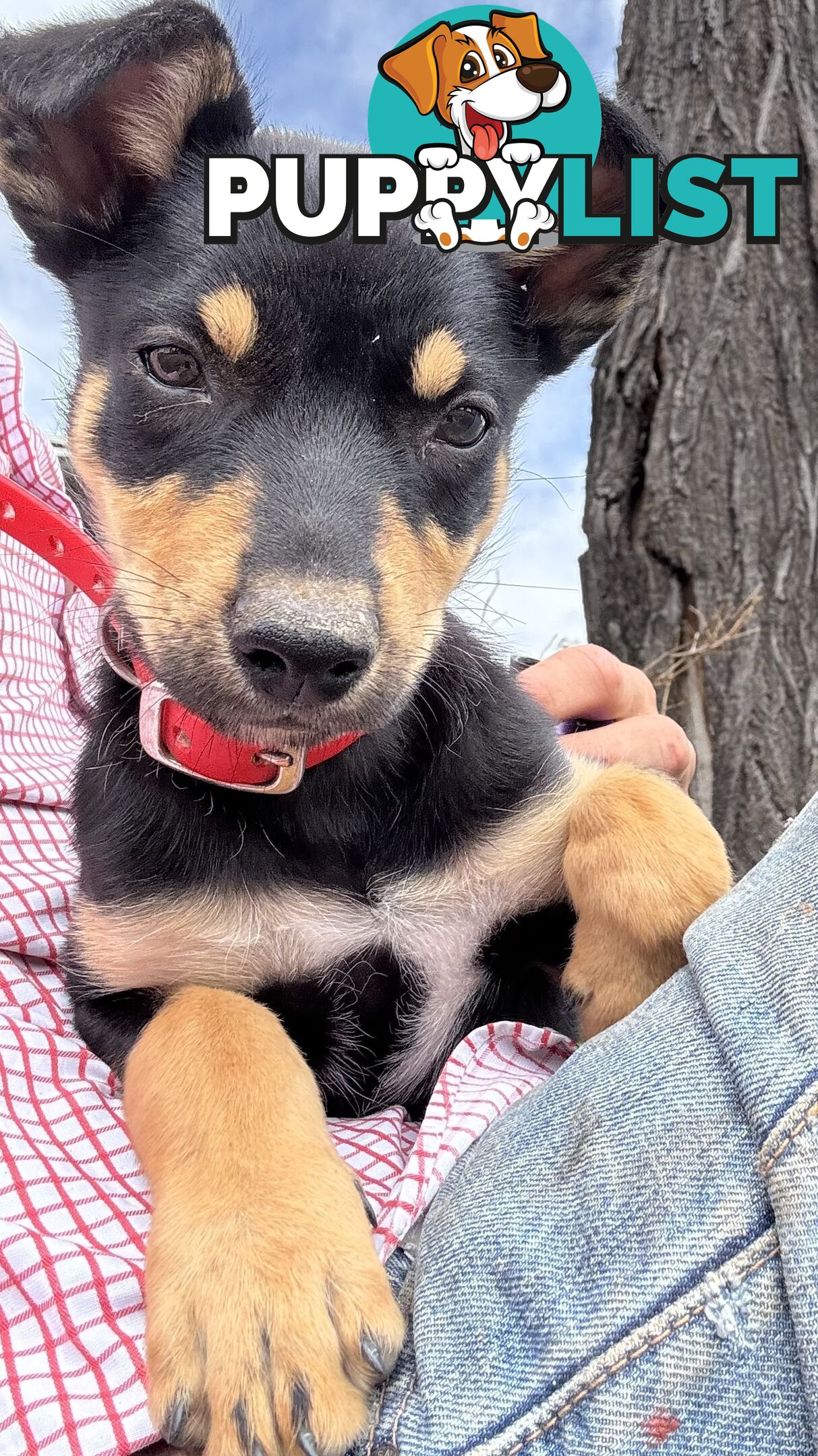 Working kelpie pup