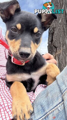 Working kelpie pup