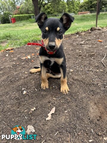 Working kelpie pup