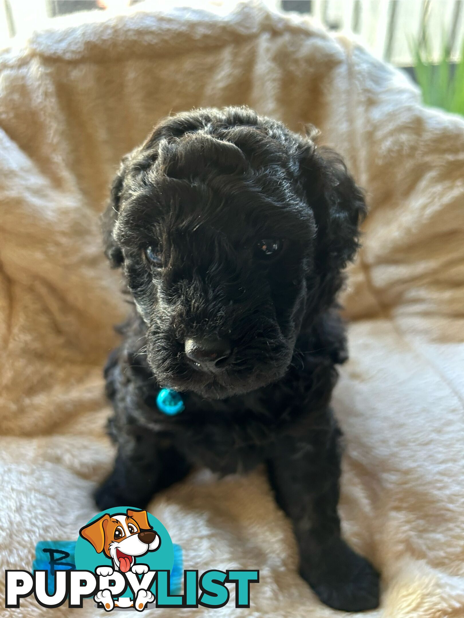 POODLE MINIATURE PUREBRED PUPPIES FOR SALE - 3 BLACK MALES.