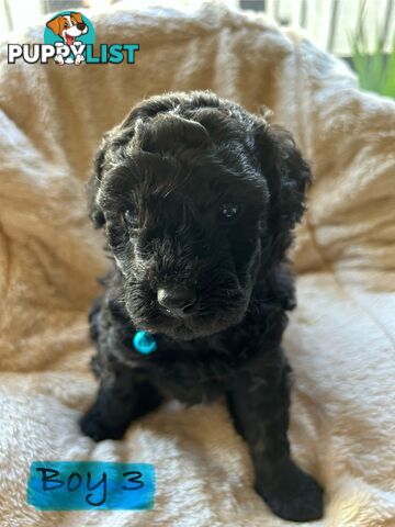 POODLE MINIATURE PUREBRED PUPPIES FOR SALE - 3 BLACK MALES.