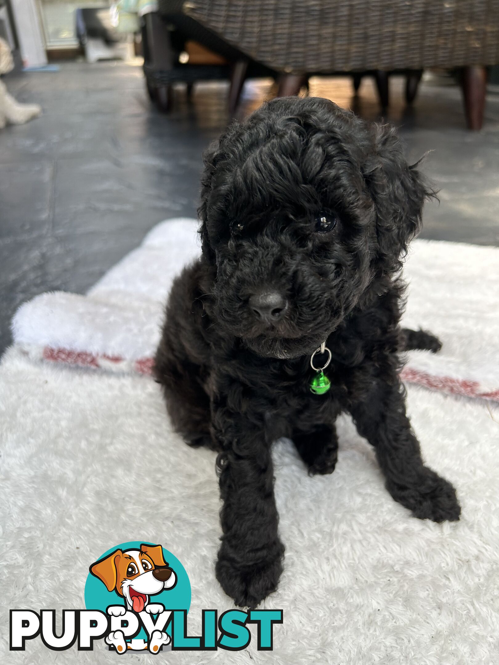 POODLE MINIATURE PUREBRED PUPPIES - ONLY 1 LEFT