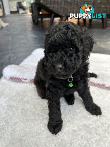 POODLE MINIATURE PUREBRED PUPPIES - ONLY 1 LEFT