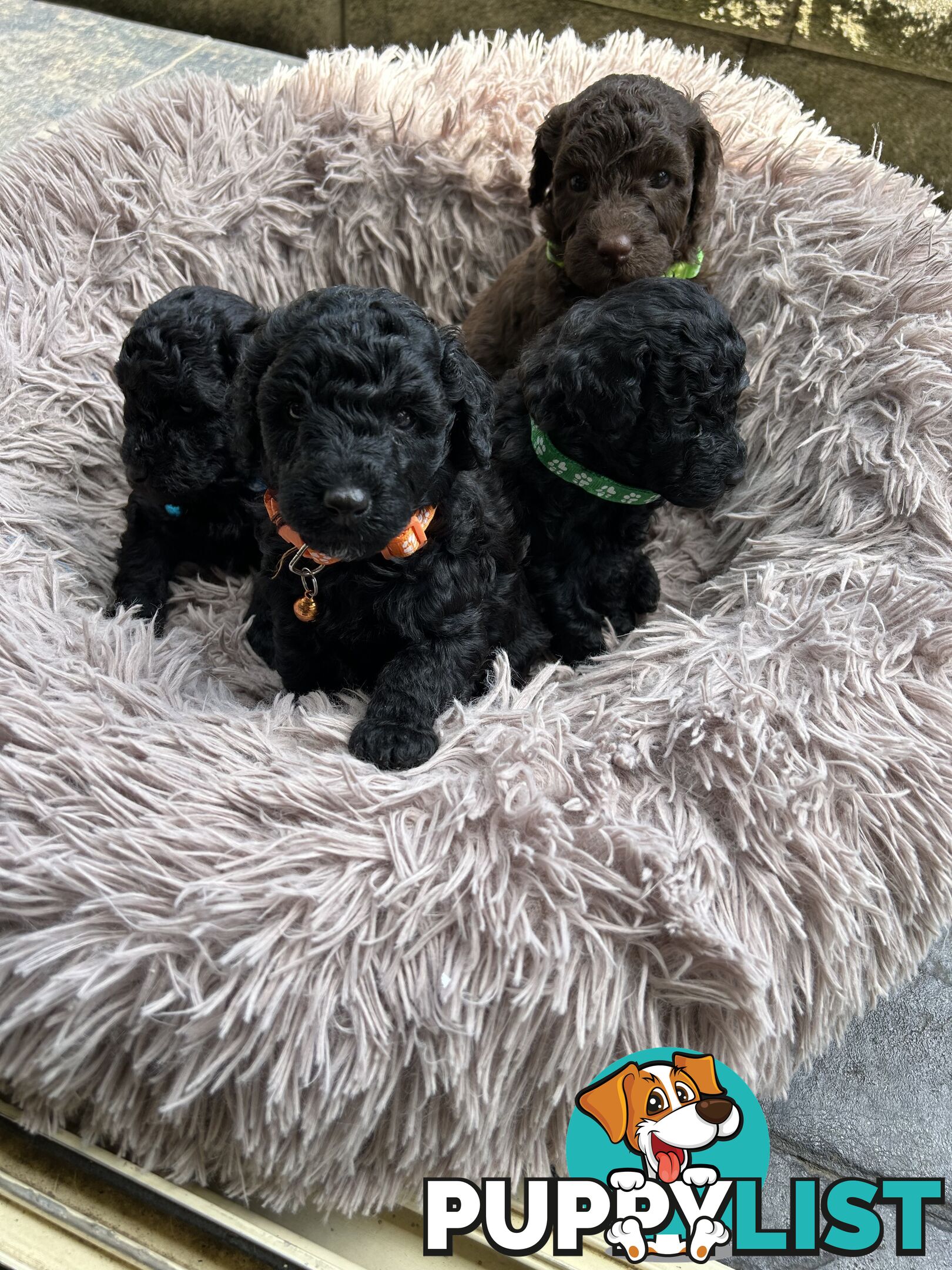 POODLE MINIATURE PUREBRED PUPPIES FOR SALE - 3 BLACK MALES.