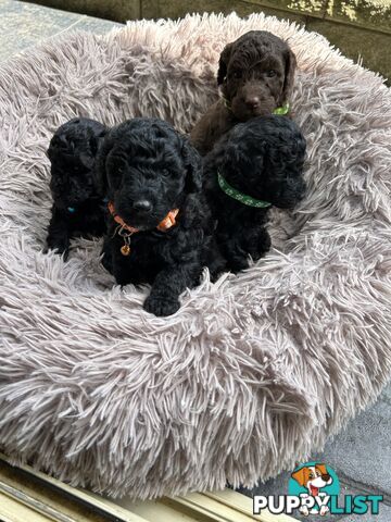 POODLE MINIATURE PUREBRED PUPPIES FOR SALE - 3 BLACK MALES.