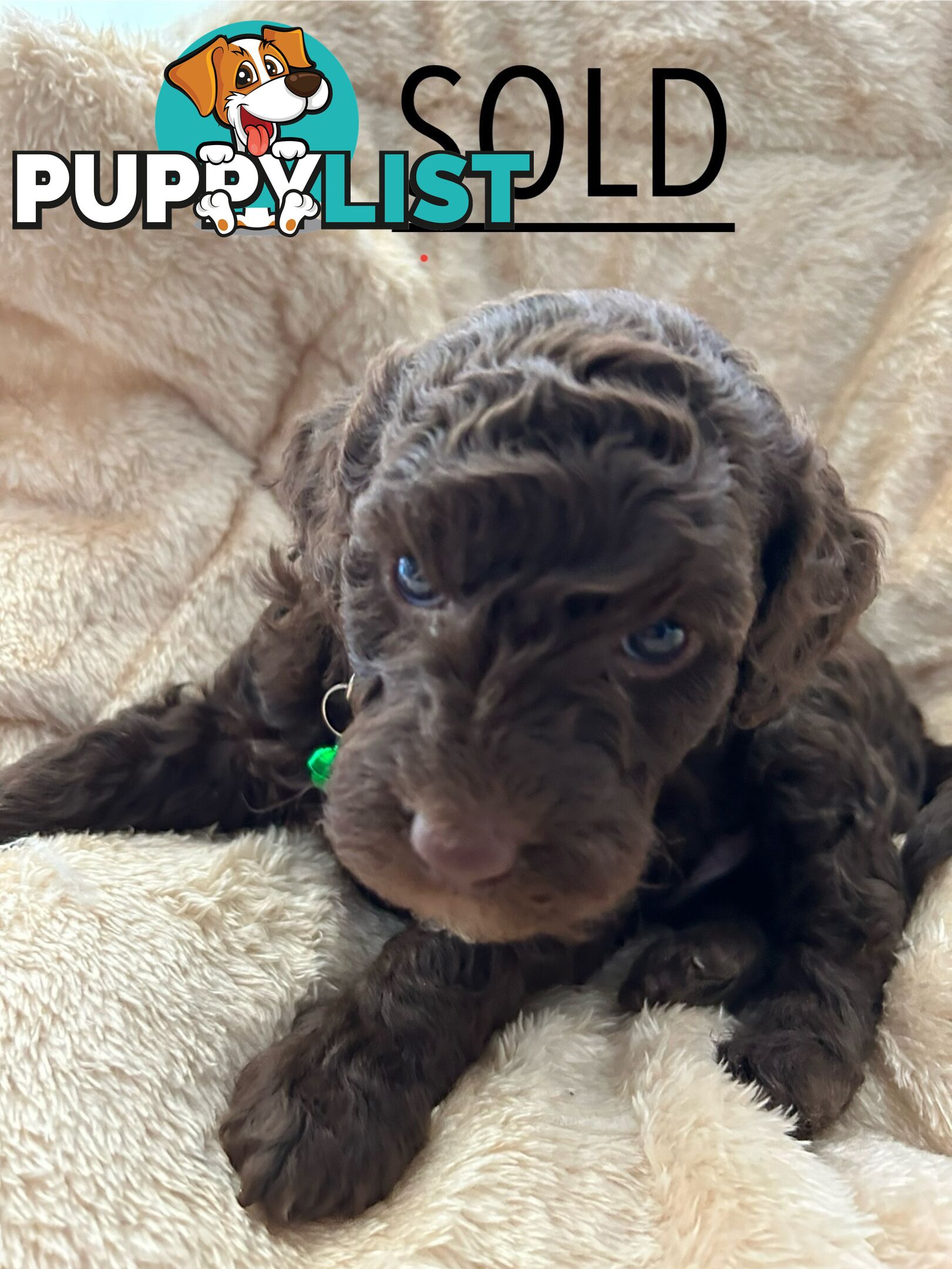 POODLE MINIATURE PUREBRED PUPPIES FOR SALE - 3 BLACK MALES.