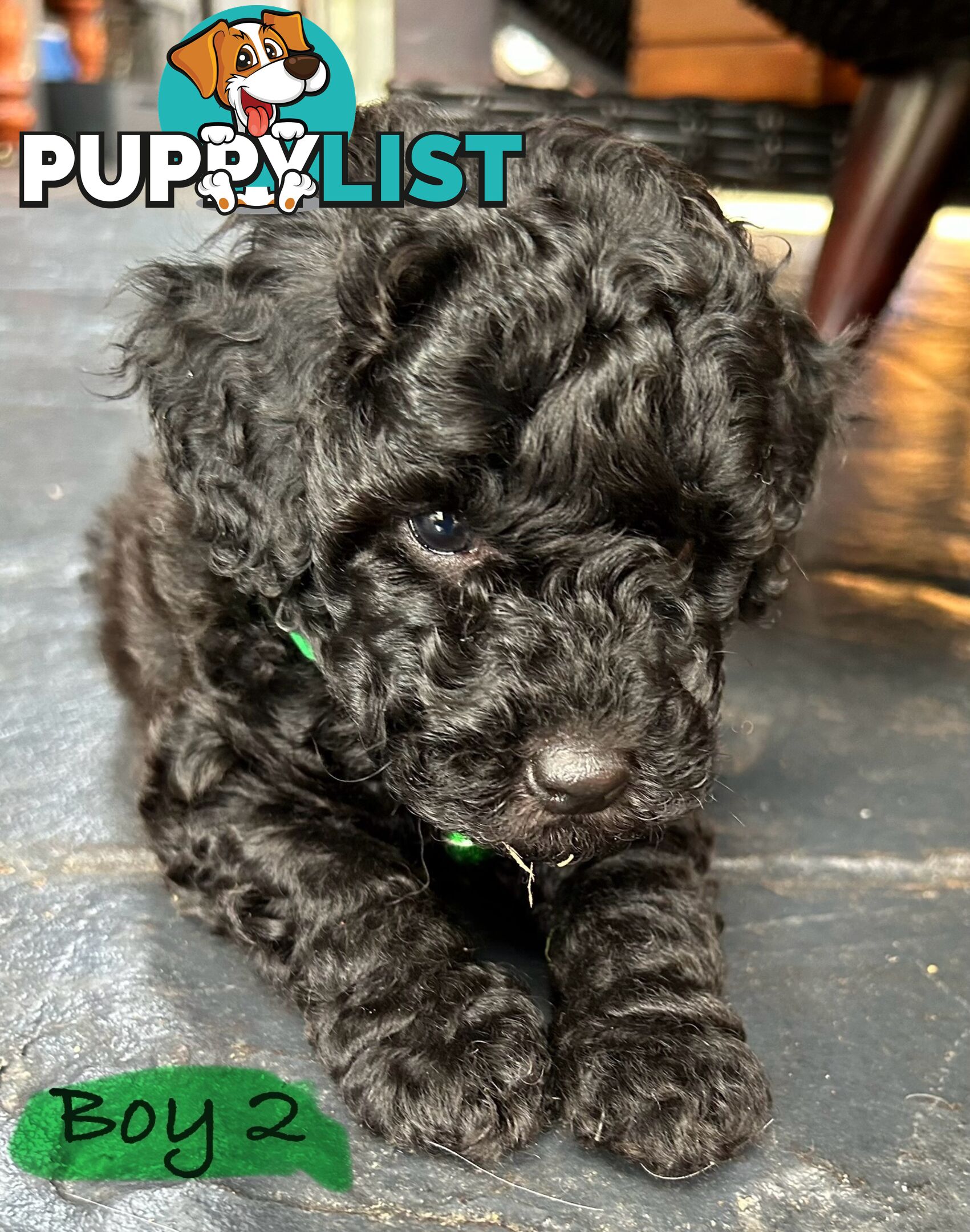 POODLE MINIATURE PUREBRED PUPPIES FOR SALE - 3 BLACK MALES.