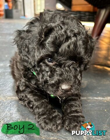 POODLE MINIATURE PUREBRED PUPPIES FOR SALE - 3 BLACK MALES.