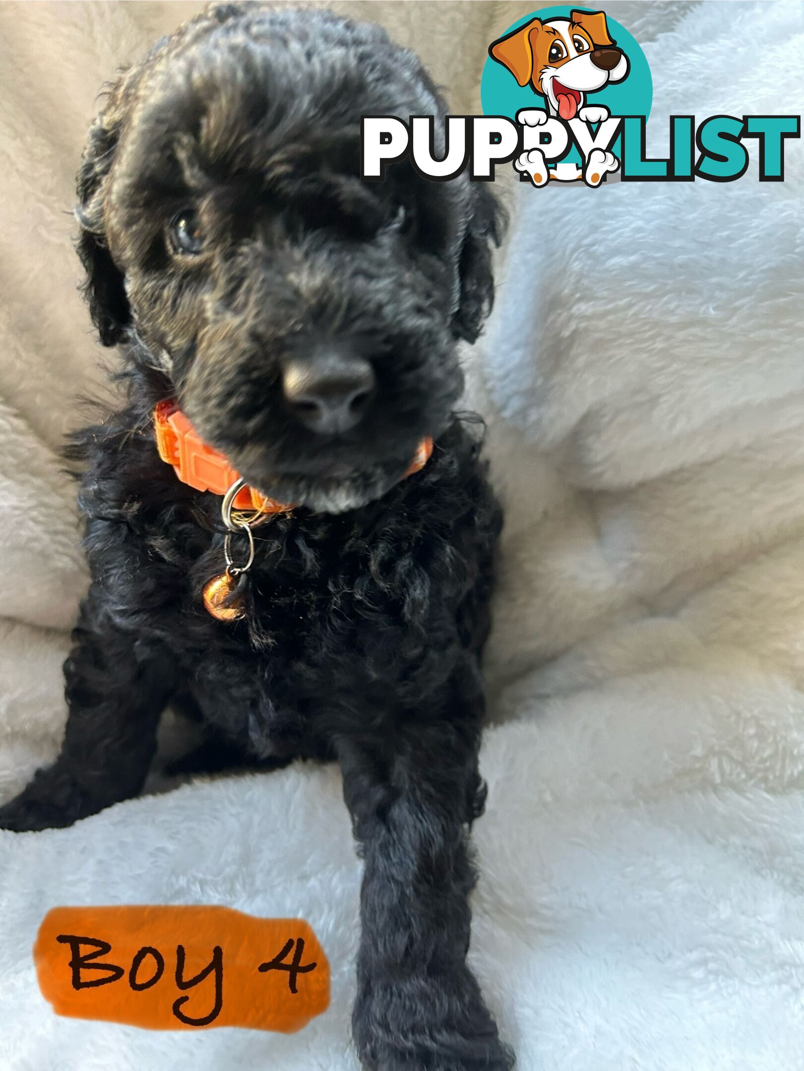 POODLE MINIATURE PUREBRED PUPPIES FOR SALE - 3 BLACK MALES.