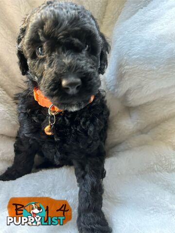 POODLE MINIATURE PUREBRED PUPPIES FOR SALE - 3 BLACK MALES.