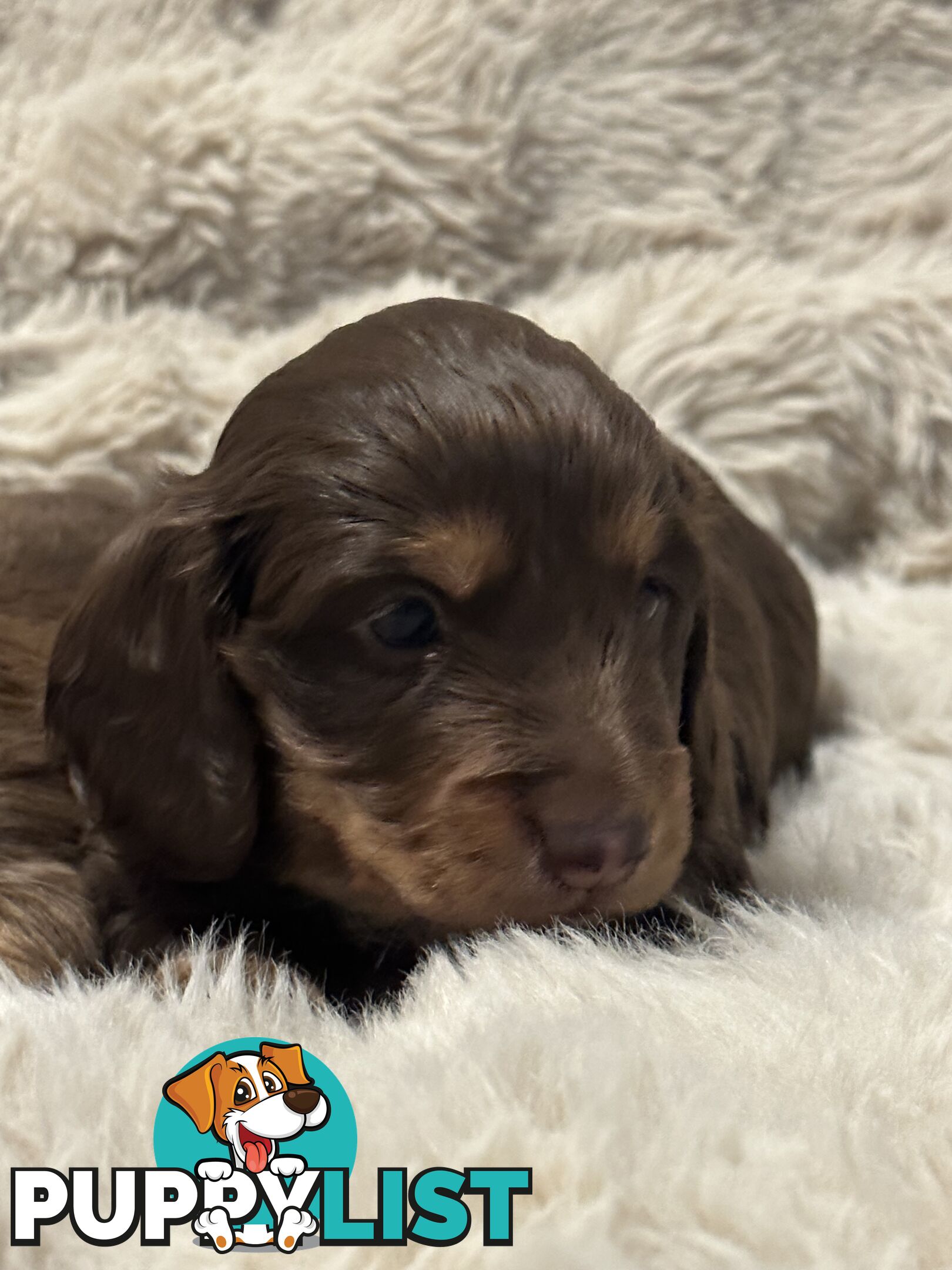 Chocolate Long Hair Miniature Dachshund puppies