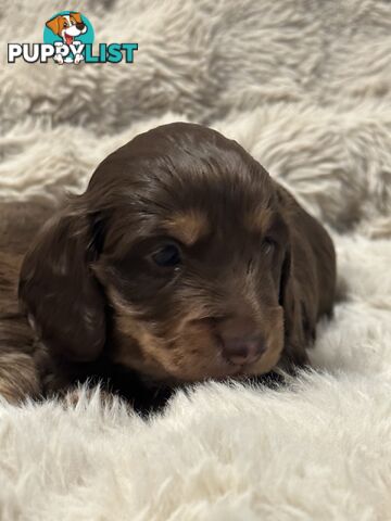 Chocolate Long Hair Miniature Dachshund puppies