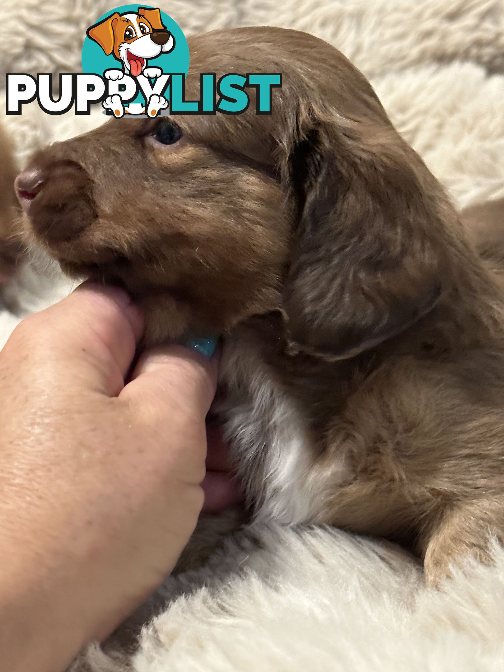 Chocolate Long Hair Miniature Dachshund puppies