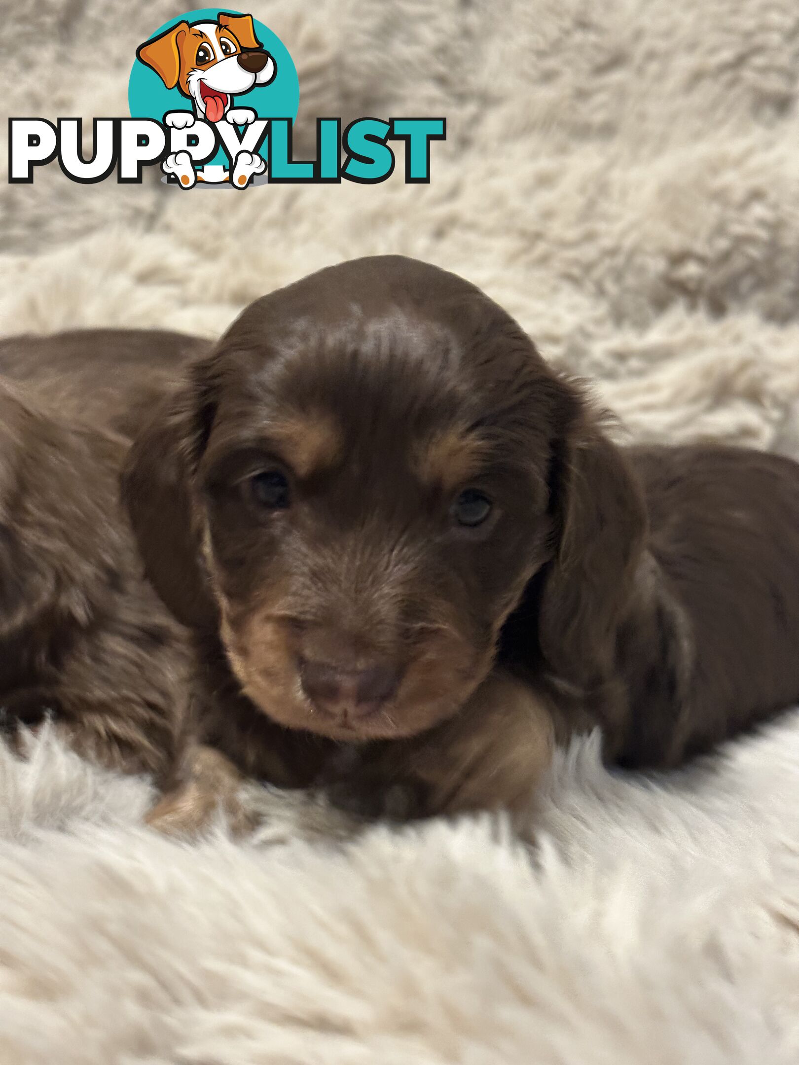 Chocolate Long Hair Miniature Dachshund puppies