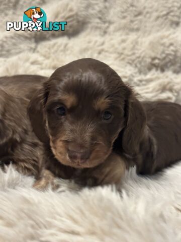 Chocolate Long Hair Miniature Dachshund puppies