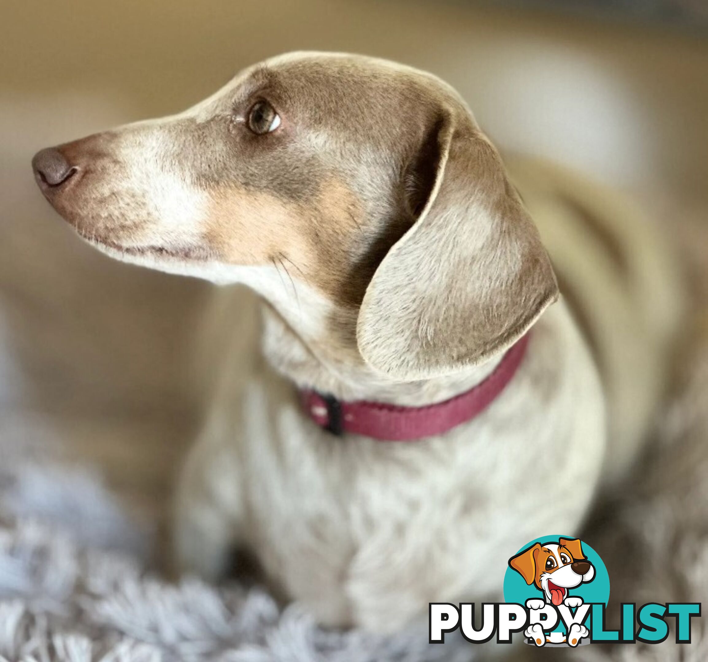 Chocolate Long Hair Miniature Dachshund puppies