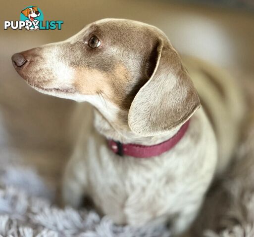 Chocolate Long Hair Miniature Dachshund puppies