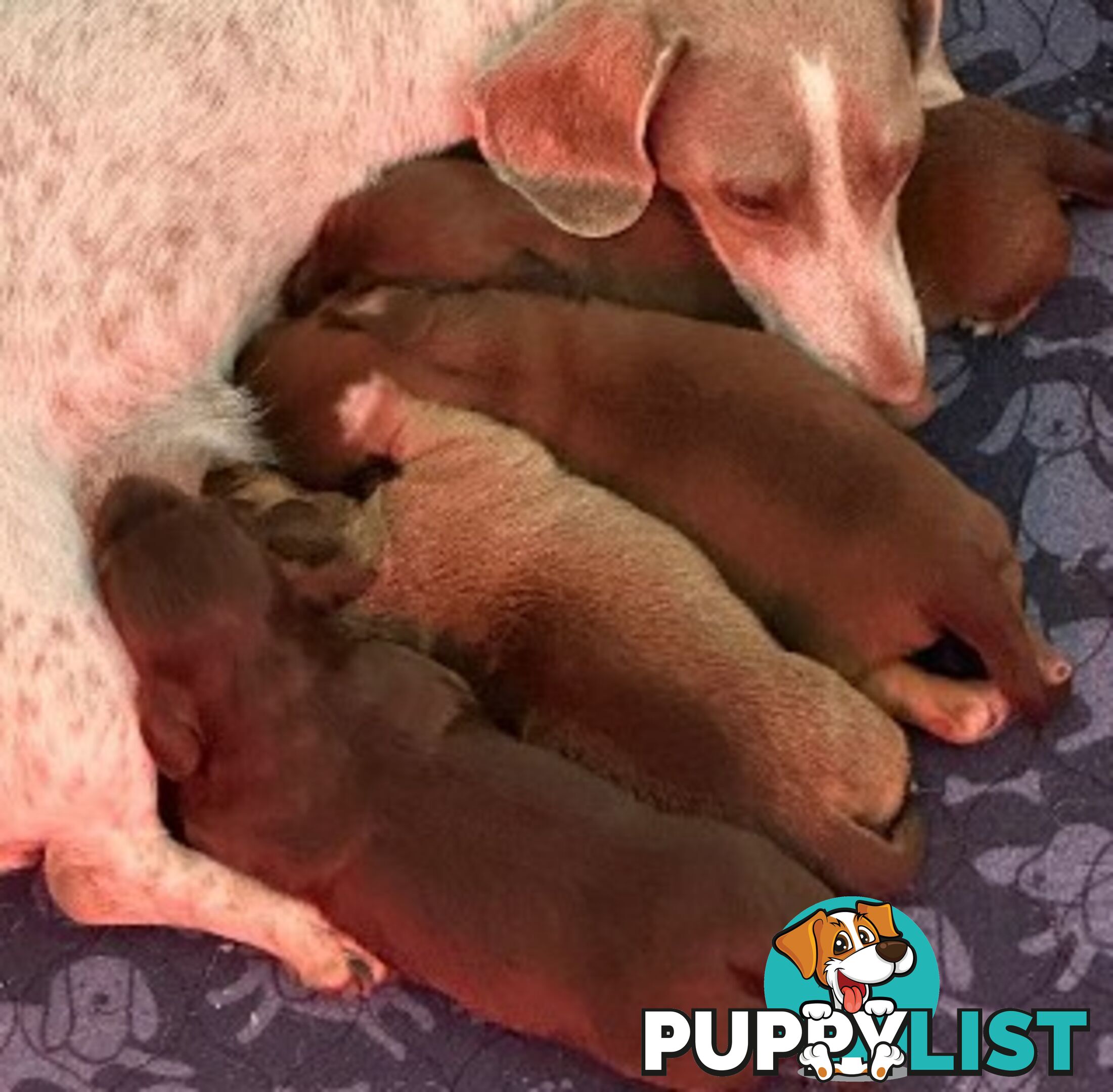Chocolate Long Hair Miniature Dachshund puppies