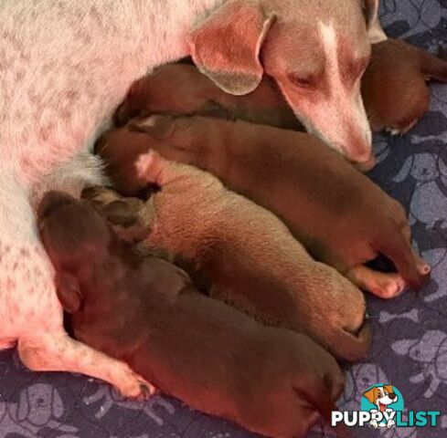Chocolate Long Hair Miniature Dachshund puppies