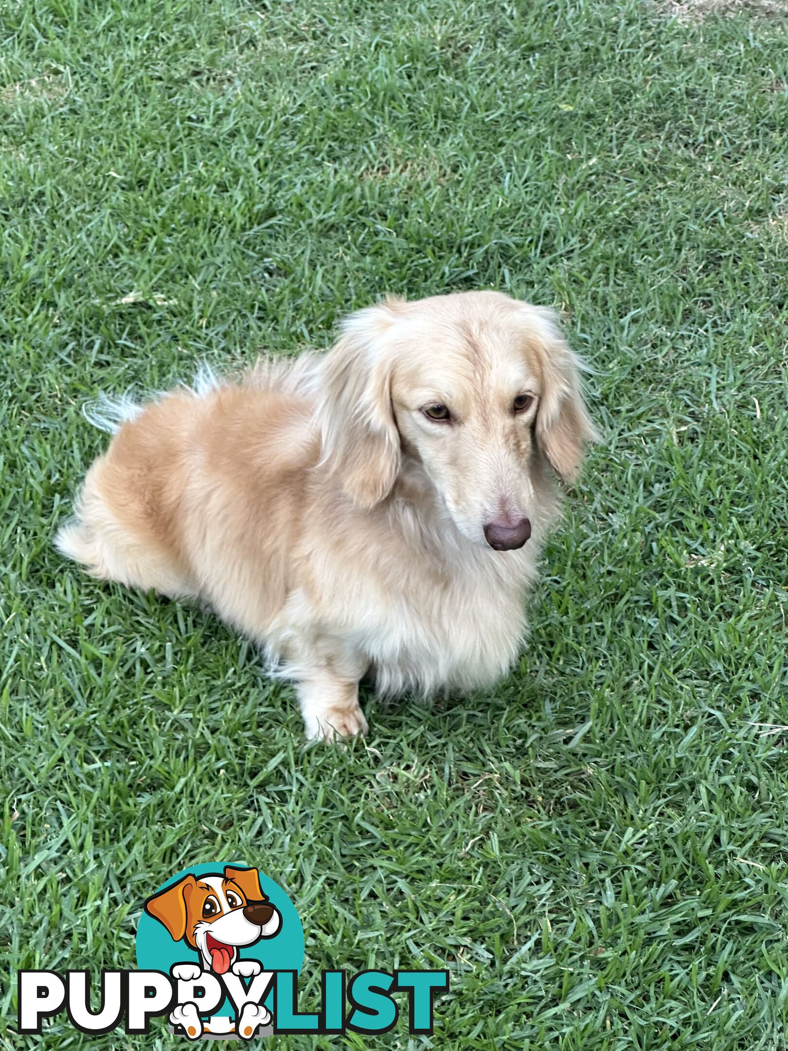 Chocolate Long Hair Miniature Dachshund puppies