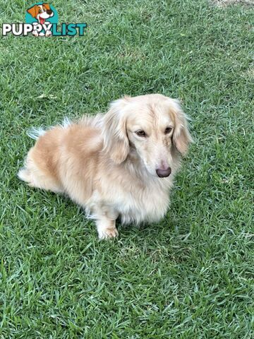 Chocolate Long Hair Miniature Dachshund puppies