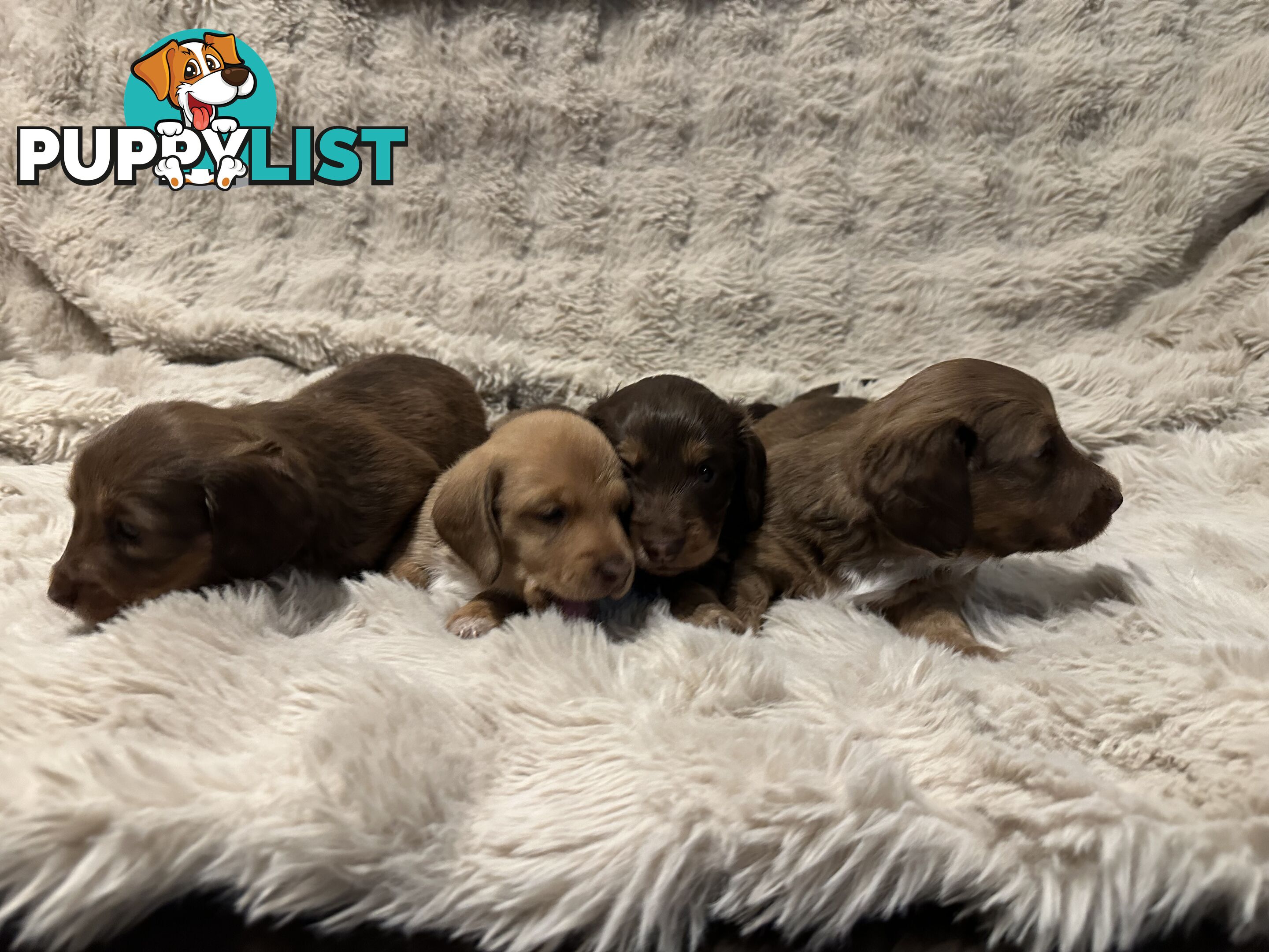 Chocolate Long Hair Miniature Dachshund puppies