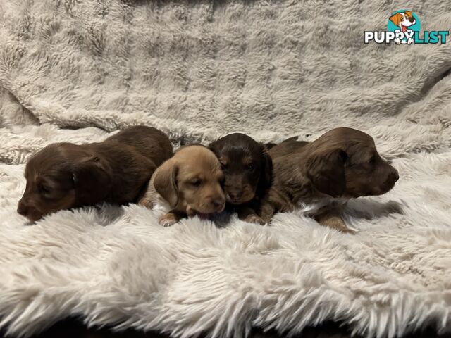 Chocolate Long Hair Miniature Dachshund puppies