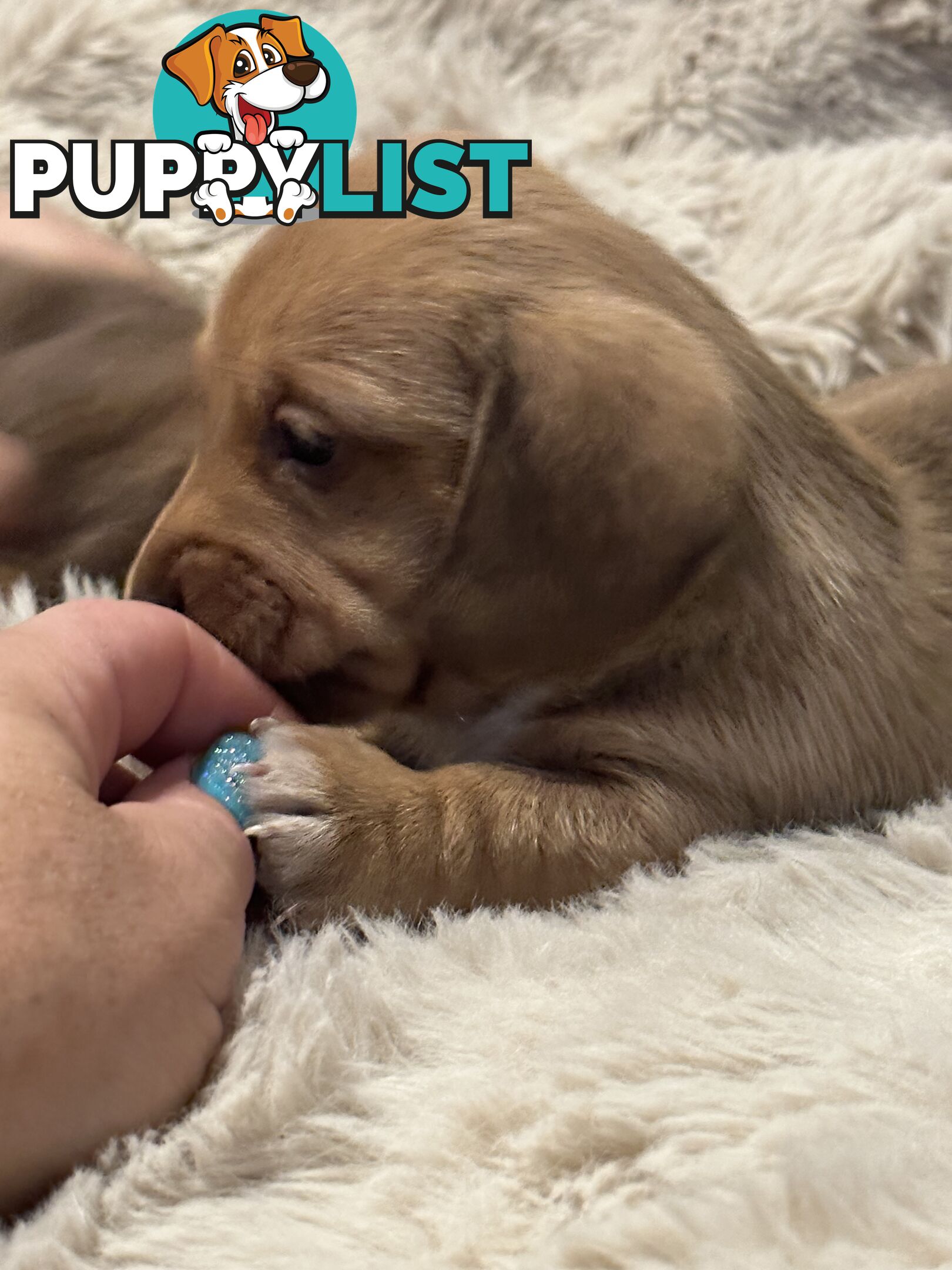 Chocolate Long Hair Miniature Dachshund puppies