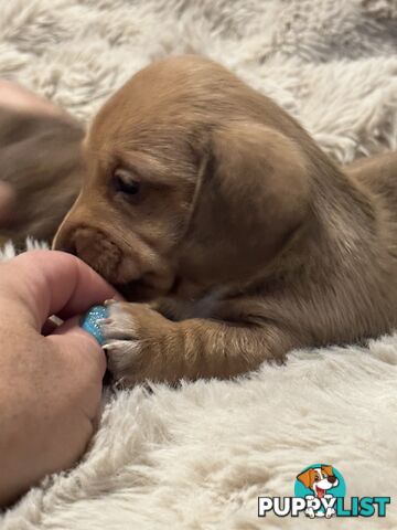 Chocolate Long Hair Miniature Dachshund puppies