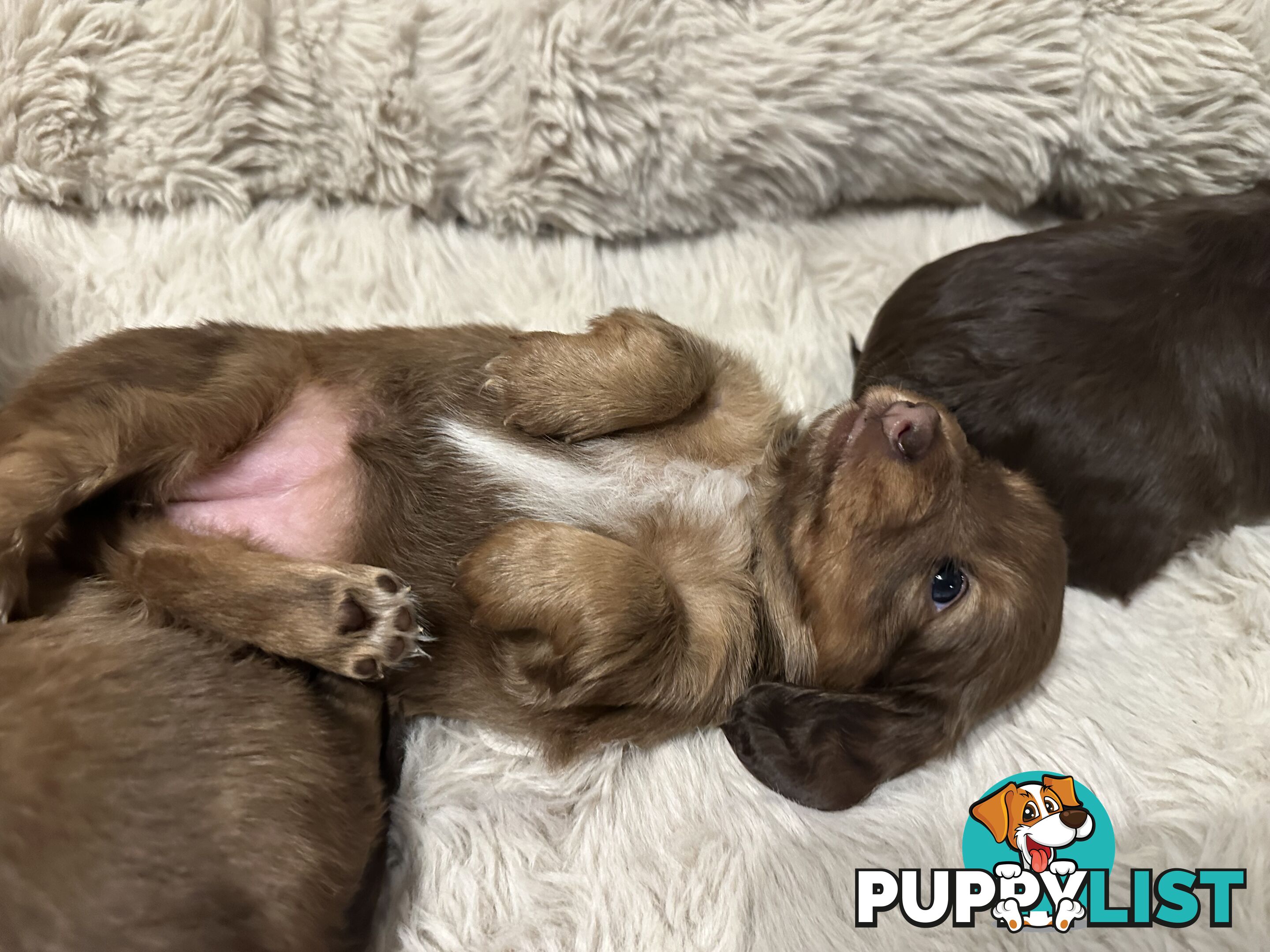 Chocolate Long Hair Miniature Dachshund puppies