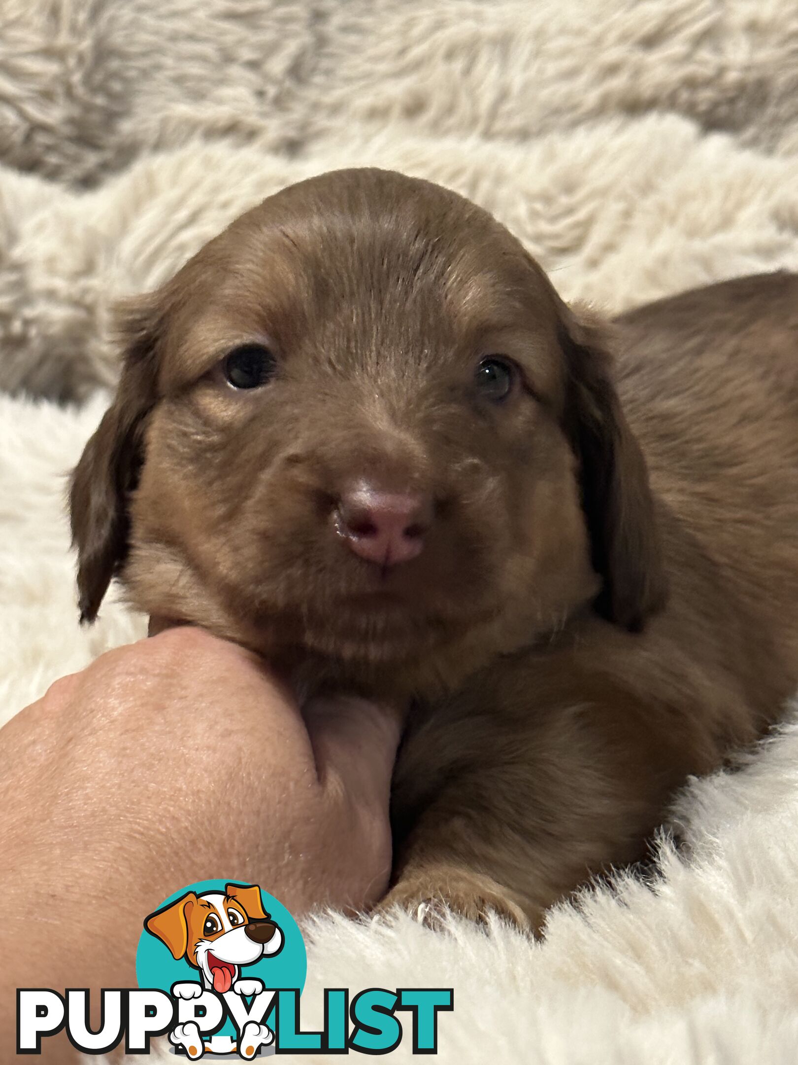 Chocolate Long Hair Miniature Dachshund puppies