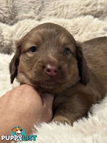 Chocolate Long Hair Miniature Dachshund puppies