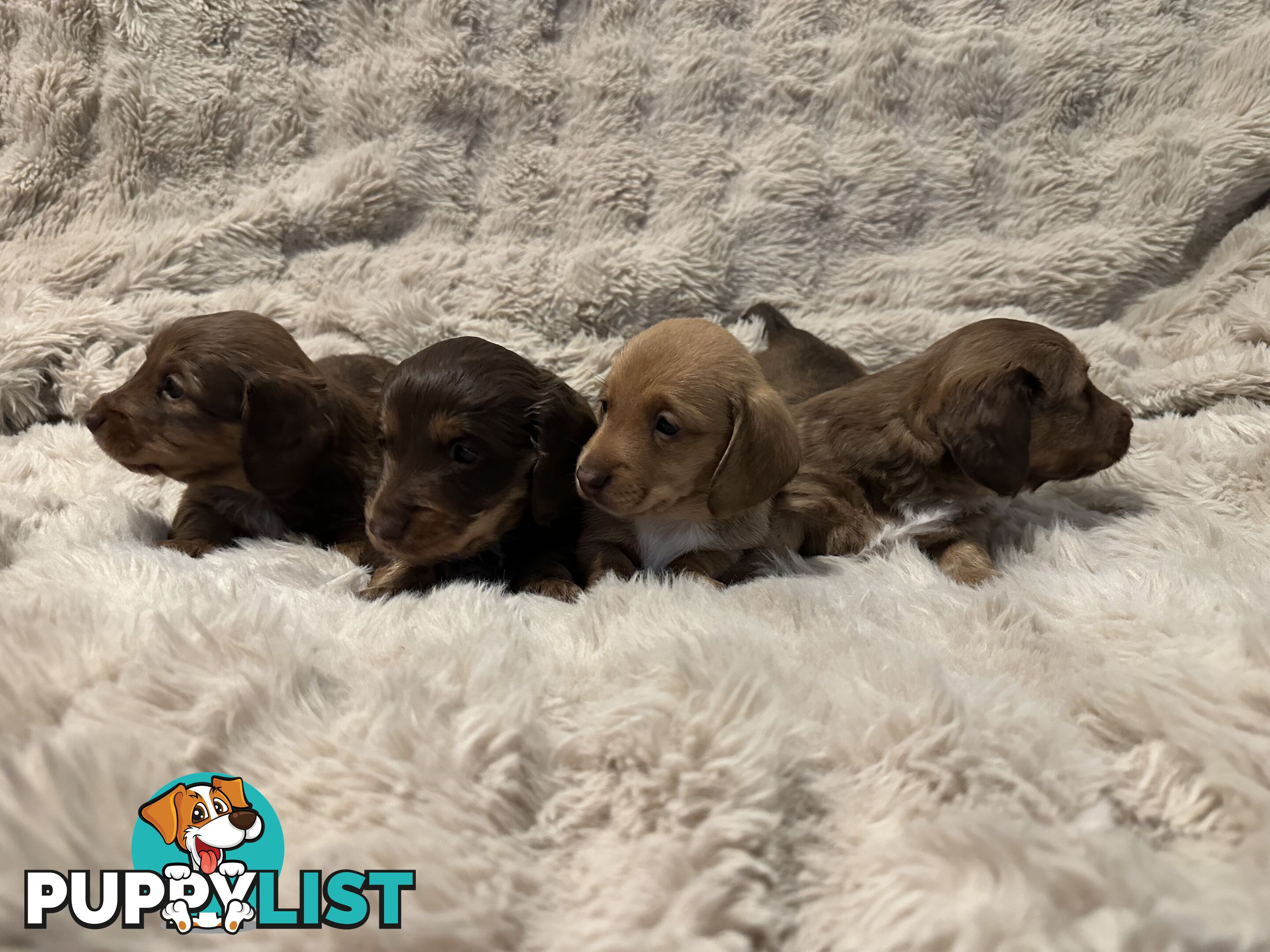Chocolate Long Hair Miniature Dachshund puppies
