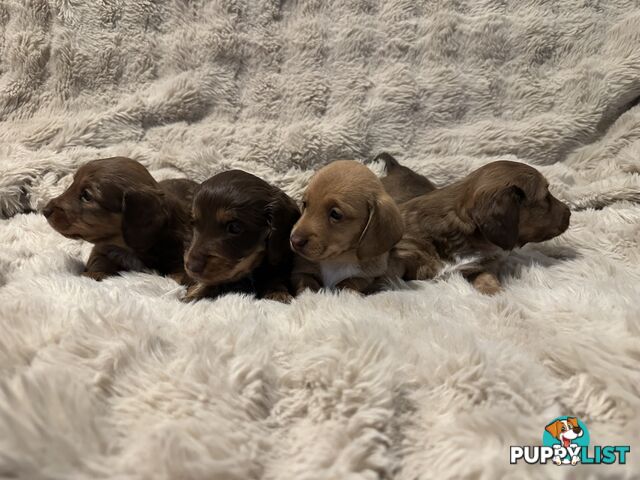 Chocolate Long Hair Miniature Dachshund puppies