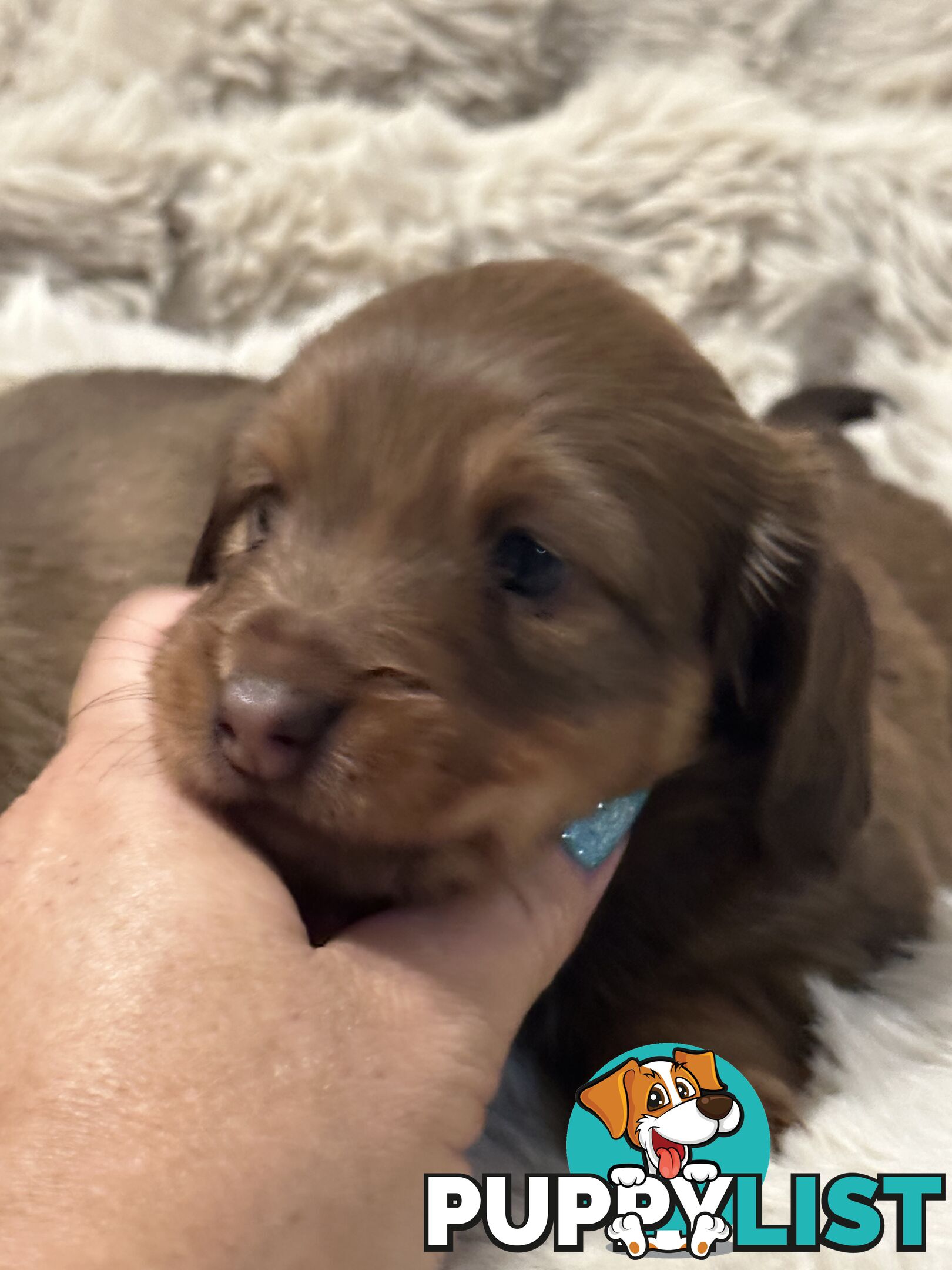 Chocolate Long Hair Miniature Dachshund puppies