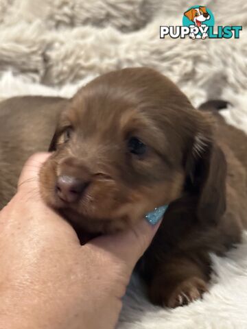 Chocolate Long Hair Miniature Dachshund puppies
