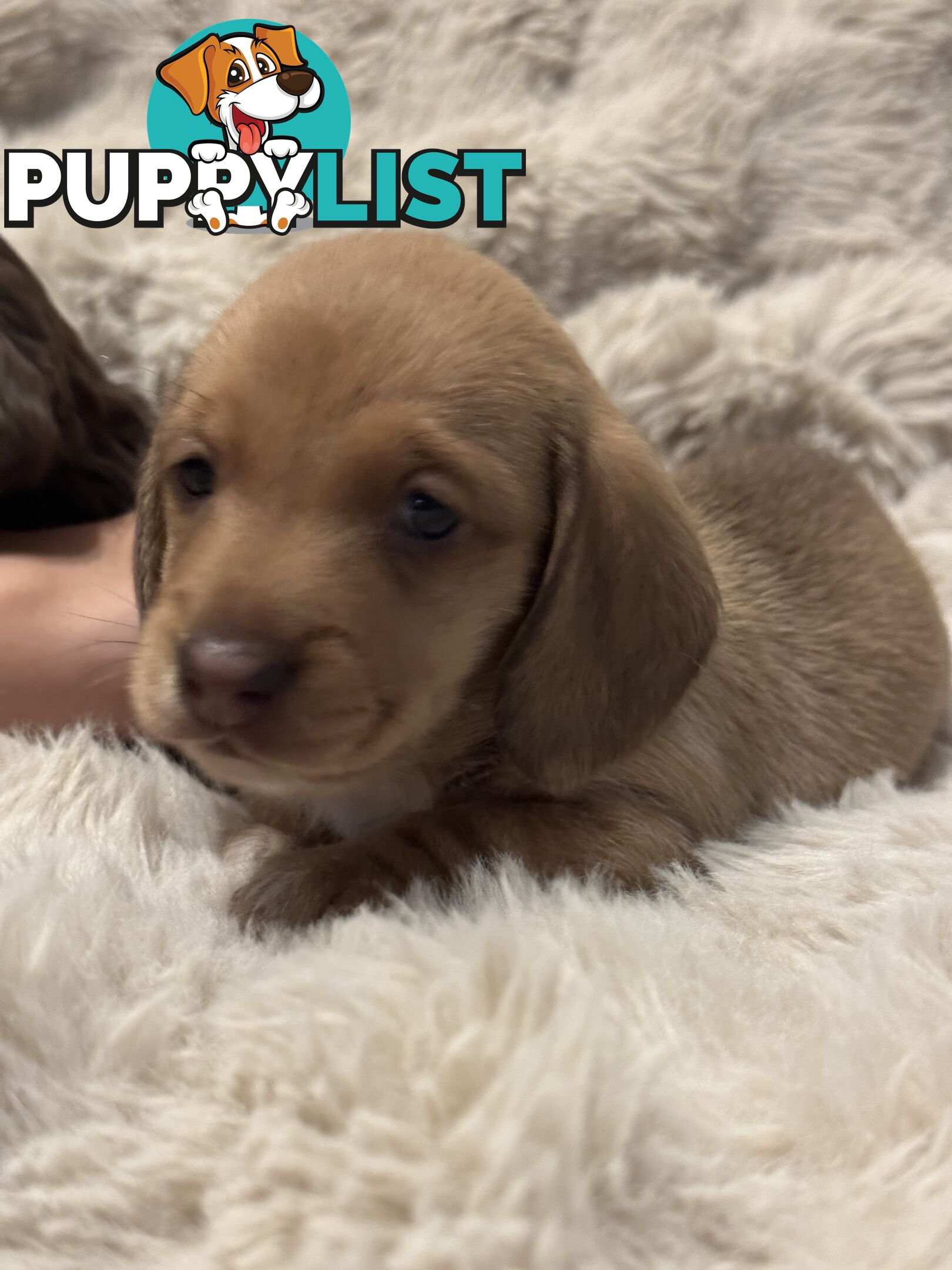 Chocolate Long Hair Miniature Dachshund puppies
