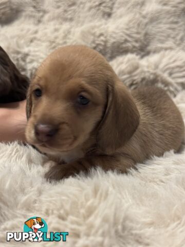 Chocolate Long Hair Miniature Dachshund puppies