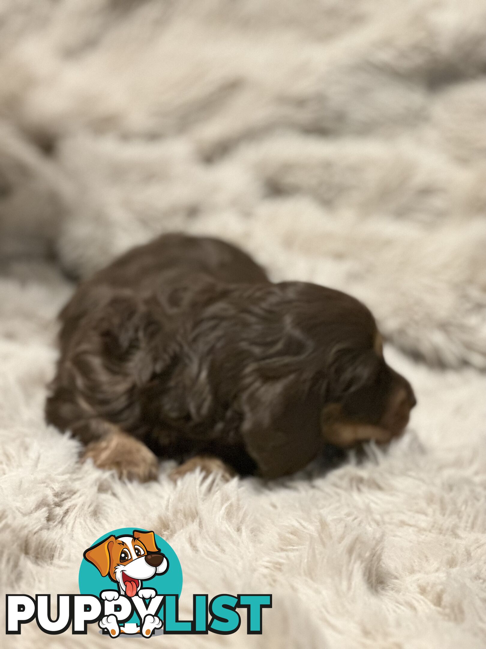 Chocolate Long Hair Miniature Dachshund puppies