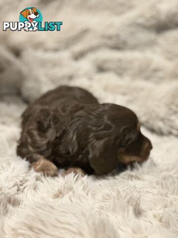 Chocolate Long Hair Miniature Dachshund puppies